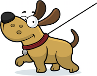 A happy looking dog walking on a lead.